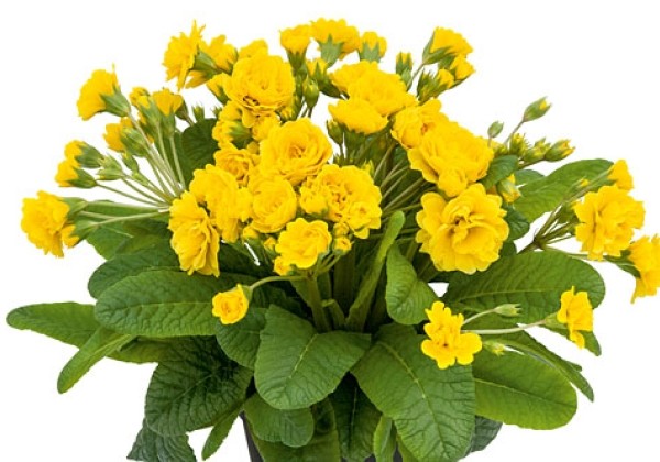 Primula Pollyanna Sunny Yellow