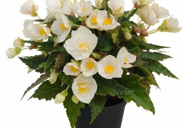 Begonia hybrida Belissa White
