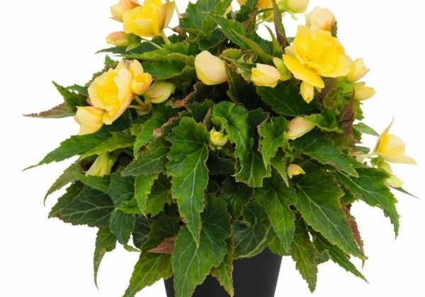 Begonia hybrida Belissa Yellow