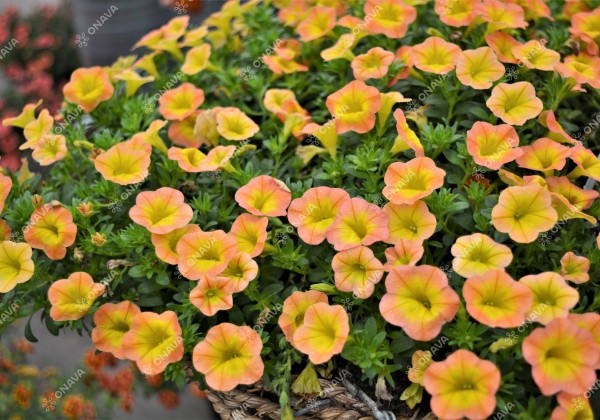 Calibrachoa hybrida Superbells Honey Peach