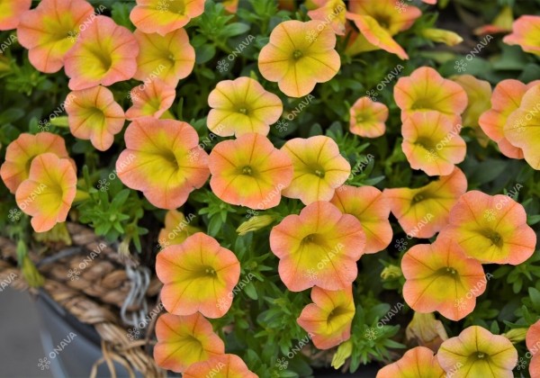 Calibrachoa hybrida Superbells Honey Peach