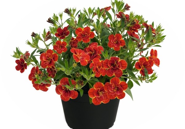 Calibrachoa hybrida Superbells Double Redstone
