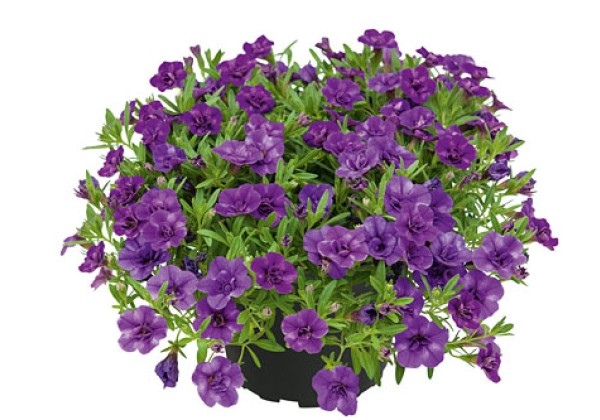 Calibrachoa hybrida Unique Double Blue