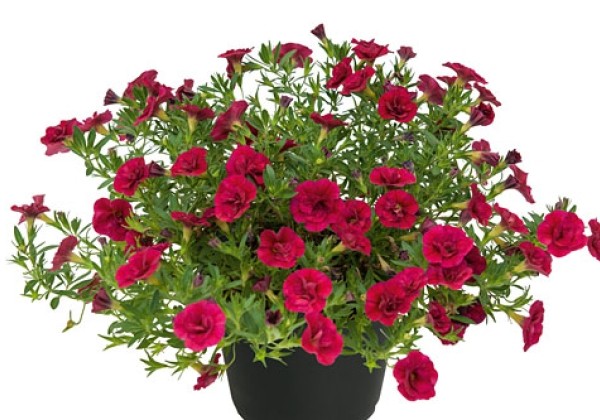 Calibrachoa hybrida Unique Double Velvet Red