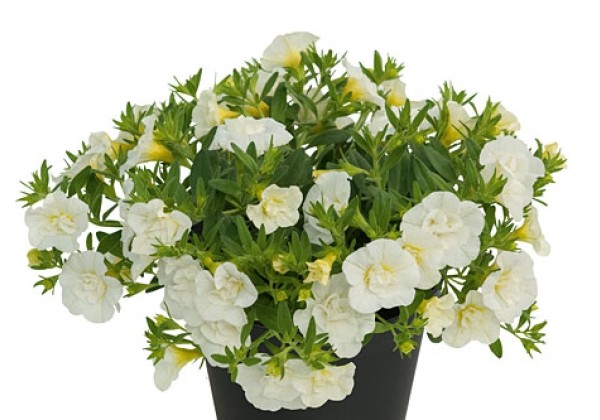 Calibrachoa hybrida Unique Double White