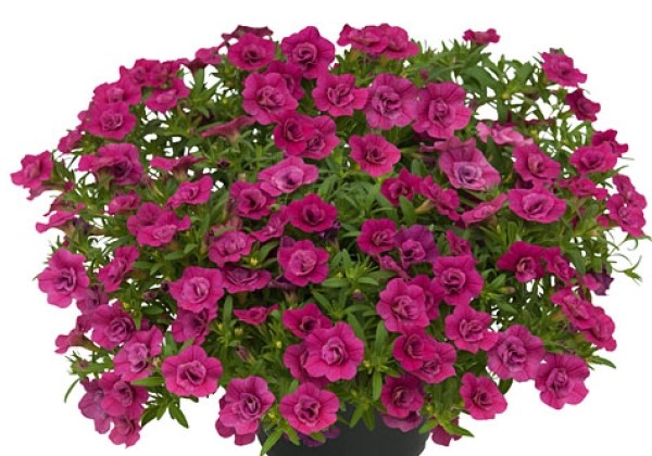 Calibrachoa hybrida Unique Double Pink