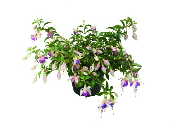 Fuchsia hybrida Shadow Dancer Trailing, Beatrice  (nokarena)