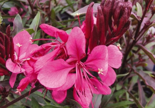 Gaura lindheimeri Flamingo Pink
