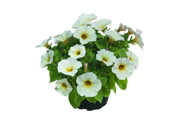 Petunia calibrachoa (Petchoa) BeautiCal Pearl White