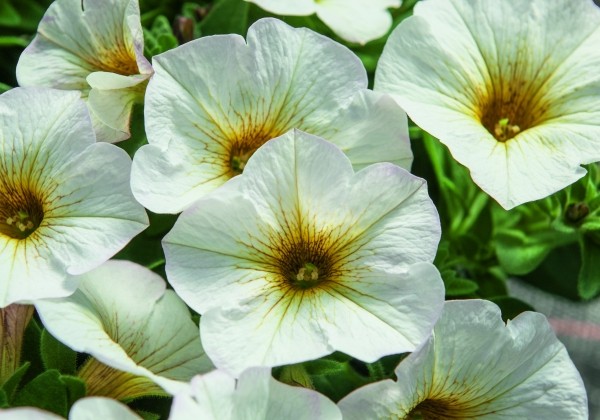 Petunia calibrachoa (Petchoa) BeautiCal Pearl White