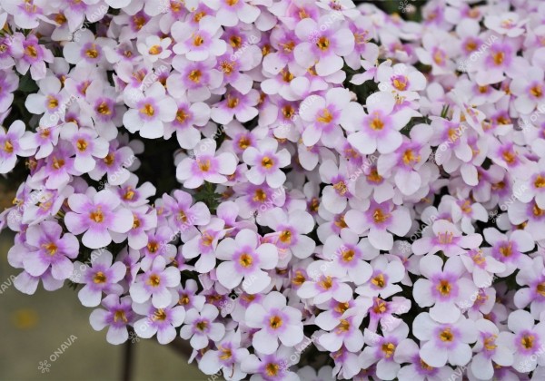 Sutera diffusus Everest Cherry Blossom
