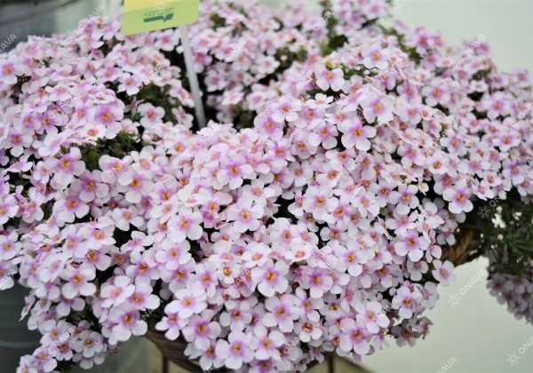 Sutera diffusus Everest Cherry Blossom