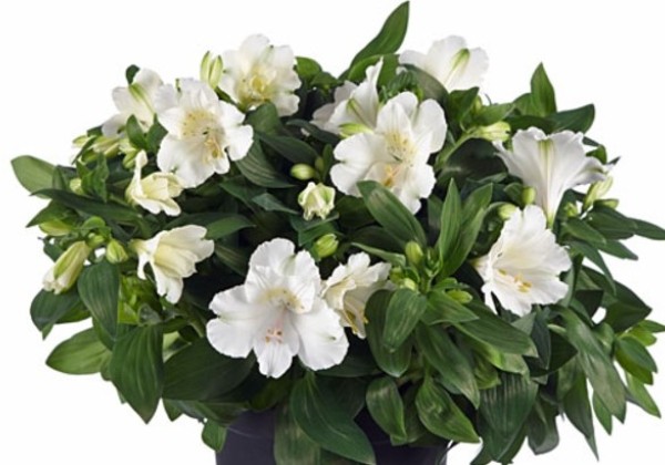 Alstroemeria COLORITA Claire