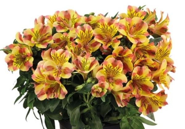 Alstroemeria COLORITA Diana