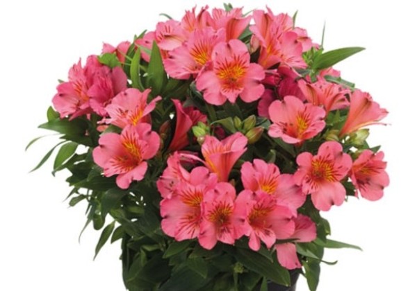 Alstroemeria COLORITA Eliane
