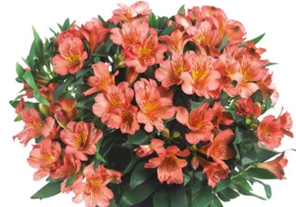 Alstroemeria COLORITA Eliane Orange
