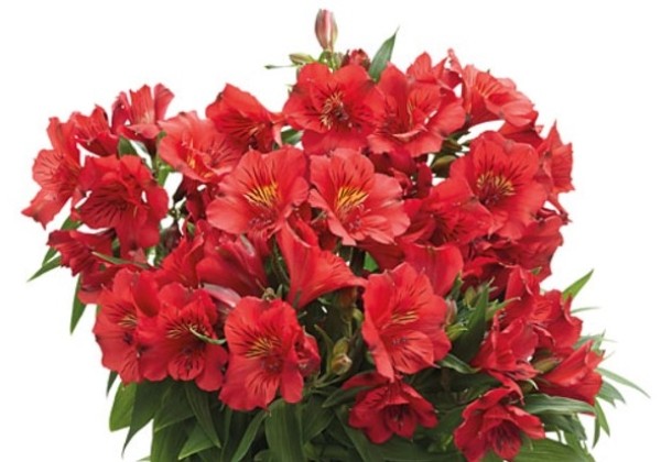Alstroemeria COLORITAKate