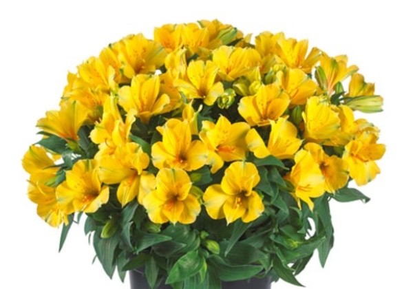 Alstroemeria COLORITA Lisa