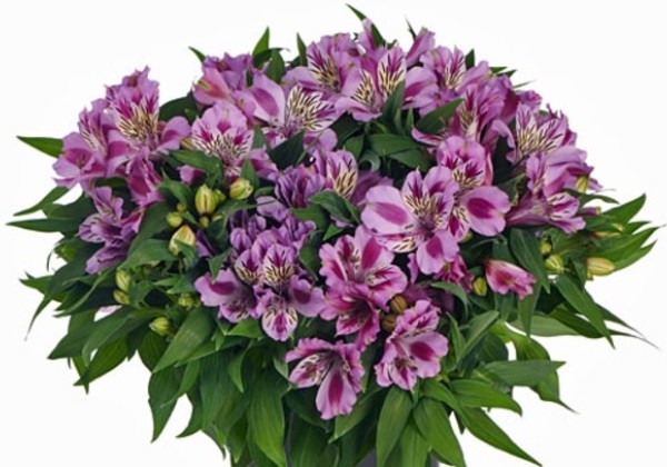 Alstroemeria COLORITA Mulan