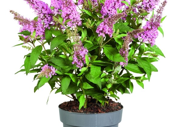 Buddleja hybrida Butterfly Candy Little Pink