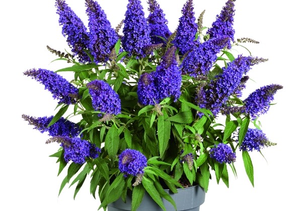 Buddleja hybrida Butterfly Candy Little Purple