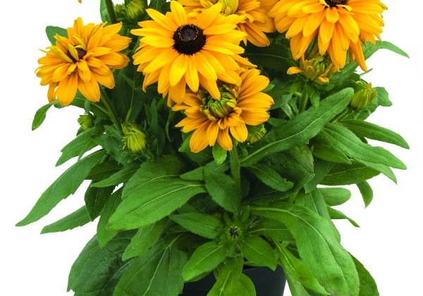 Rudbeckia Sunbeckia Lucia