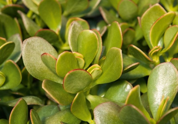 Crassula ovata Sunset