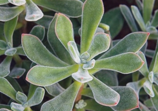 Echeveria x Set Oliver (pulvinata)