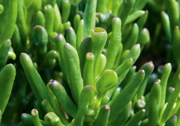 Crassula ovata Horn Tree