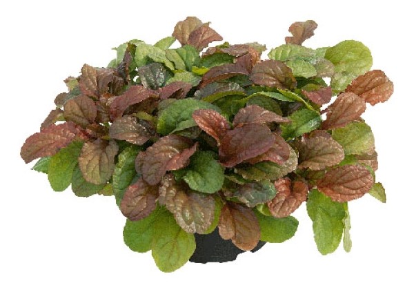 Ajuga reptans Best Buddies Toffee