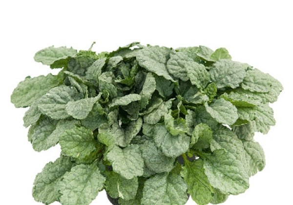 Ajuga reptans Elsa