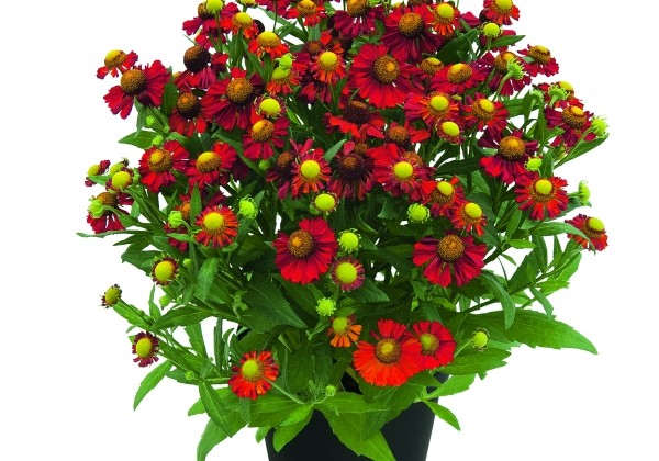 Helenium HELIAS Fire Red