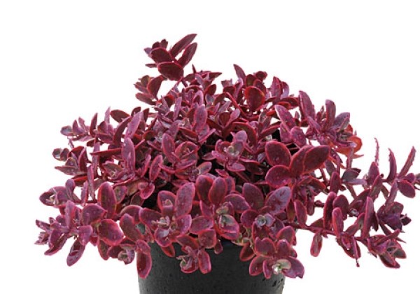 Sedum SunSparkler Wildfire