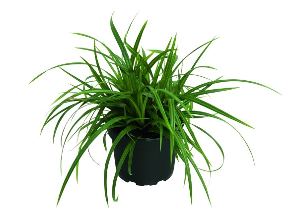 Carex Irish Green