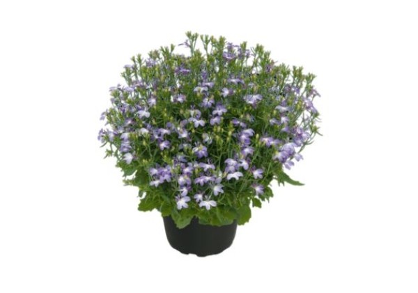 Lobelia erinus SPARKLING Lavender