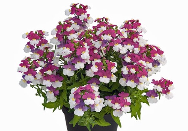 Nemesia fruticans Sunsatia plus Little Berry