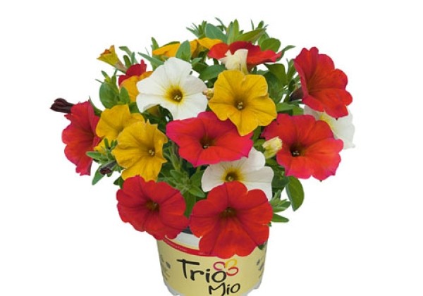 Petunia atkinsiana TrioMio Beautical Sunburst