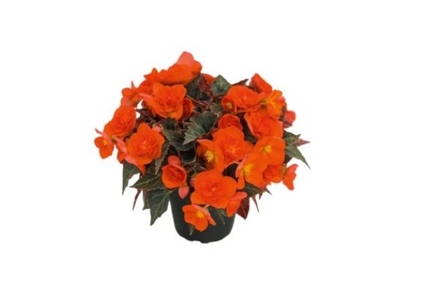 Begonia hybrida Bellissa Flame