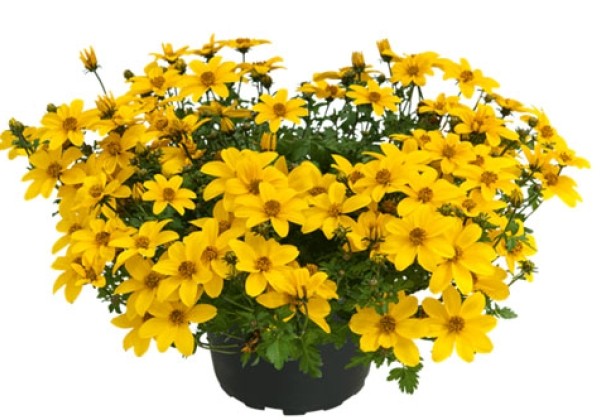 Bidens ferulifolia Mini Bee Sun