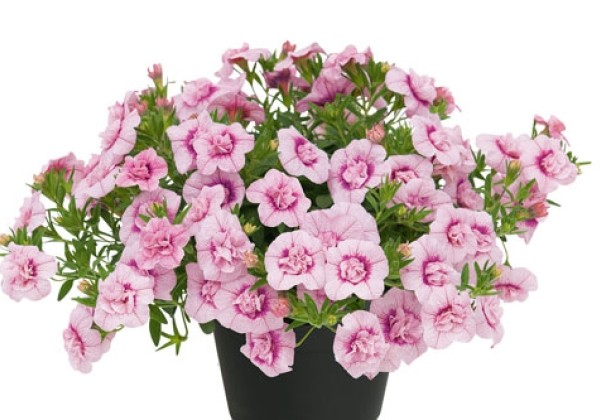 Calibrachoa hybrida Unique Double Rose