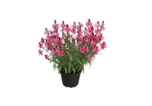 Gaura lindheimeri Everlast Dark Pink