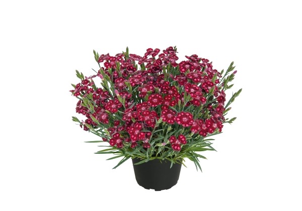 Dianthus hybridus Minion Dark Red