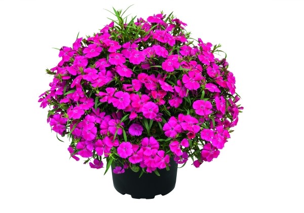 Dianthus hybridus Summer Diamonds Little Rose