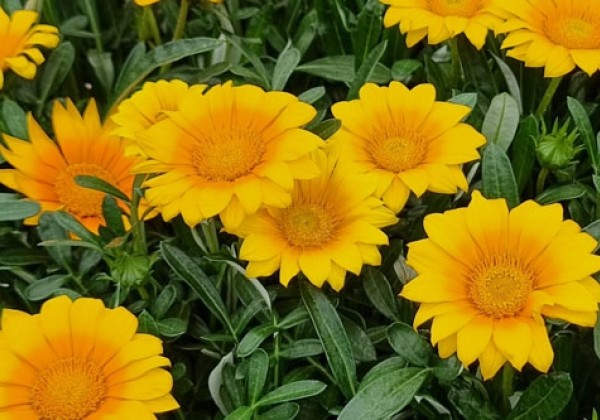 Gazania rigens Suncarpet