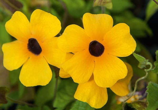 Thunbergia Amera Golden Eye