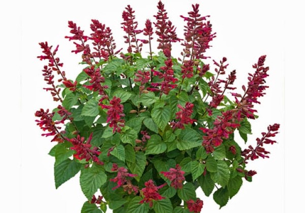 Salvia hybrida Rockin Red Flamingo