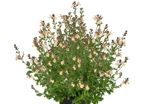 Salvia hybrida Visional Cream