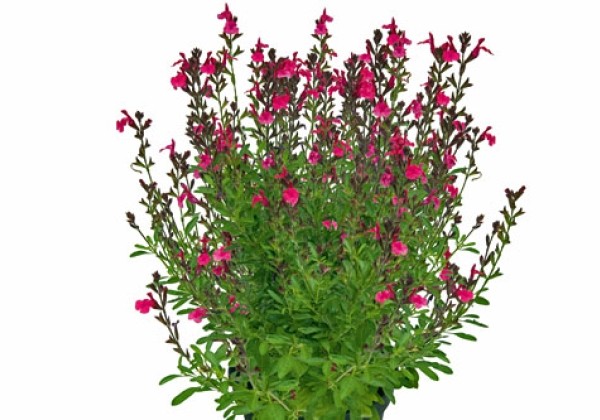 Salvia hybrida Visional Hot Pink