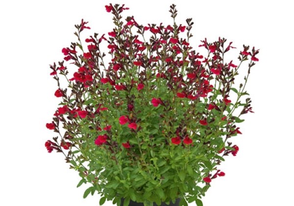 Salvia hybrida Visional Wine Red