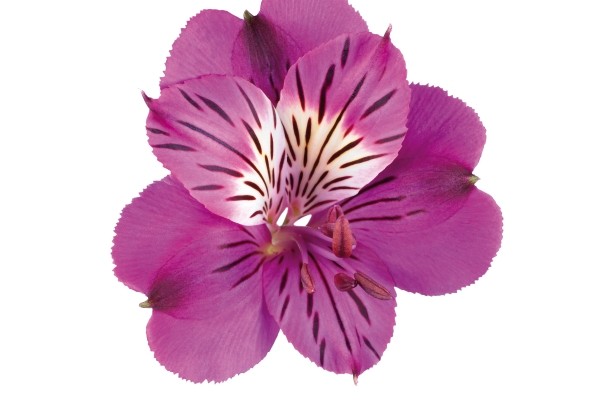 Alstroemeria COLORITA Louise